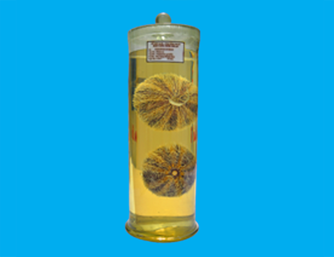 Bảo tàng Ninh thuận